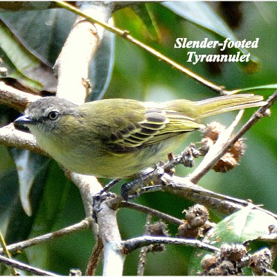 Slender-footed Tyrannulet